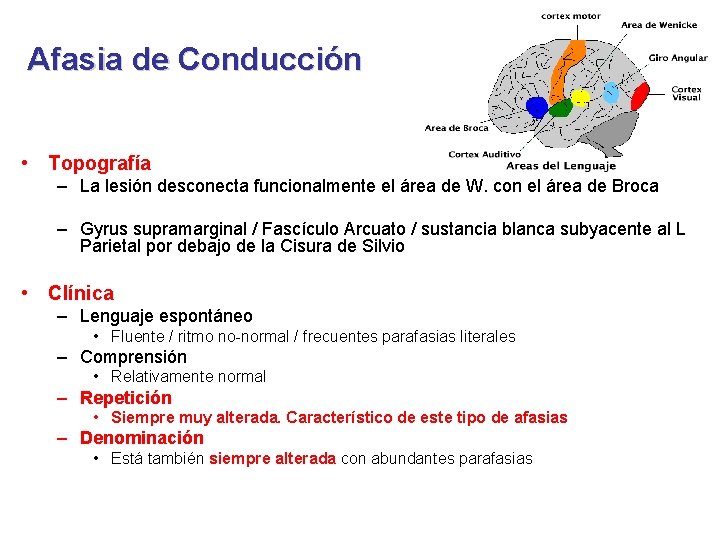 Afasia de Conducción • Topografía – La lesión desconecta funcionalmente el área de W.