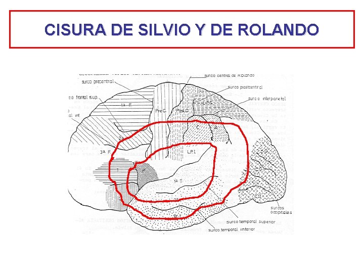 CISURA DE SILVIO Y DE ROLANDO 