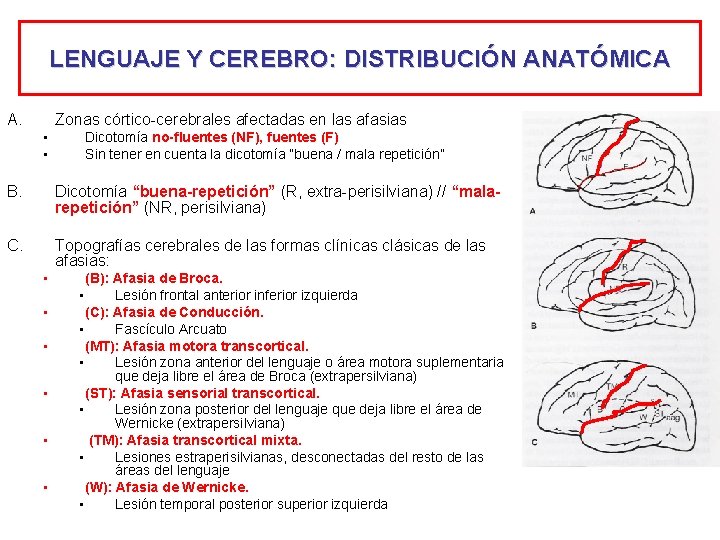 LENGUAJE Y CEREBRO: DISTRIBUCIÓN ANATÓMICA A. Zonas córtico-cerebrales afectadas en las afasias • •