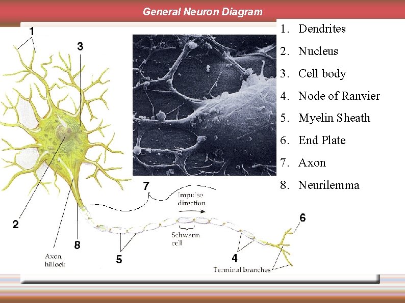 General Neuron Diagram 1. Dendrites 2. Nucleus 3. Cell body 4. Node of Ranvier