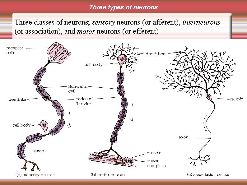 Three types of neurons Three classes of neurons; sensory neurons (or afferent), interneurons (or
