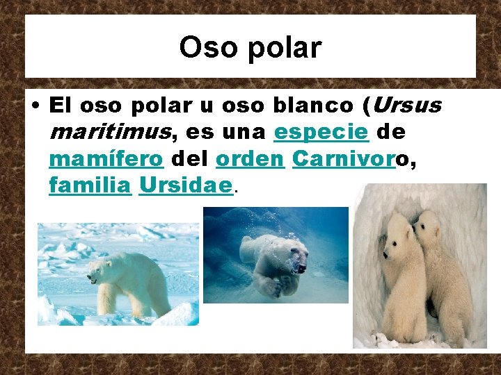 Oso polar • El oso polar u oso blanco (Ursus maritimus, es una especie