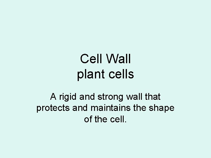 Cell Wall plant cells A rigid and strong wall that protects and maintains the