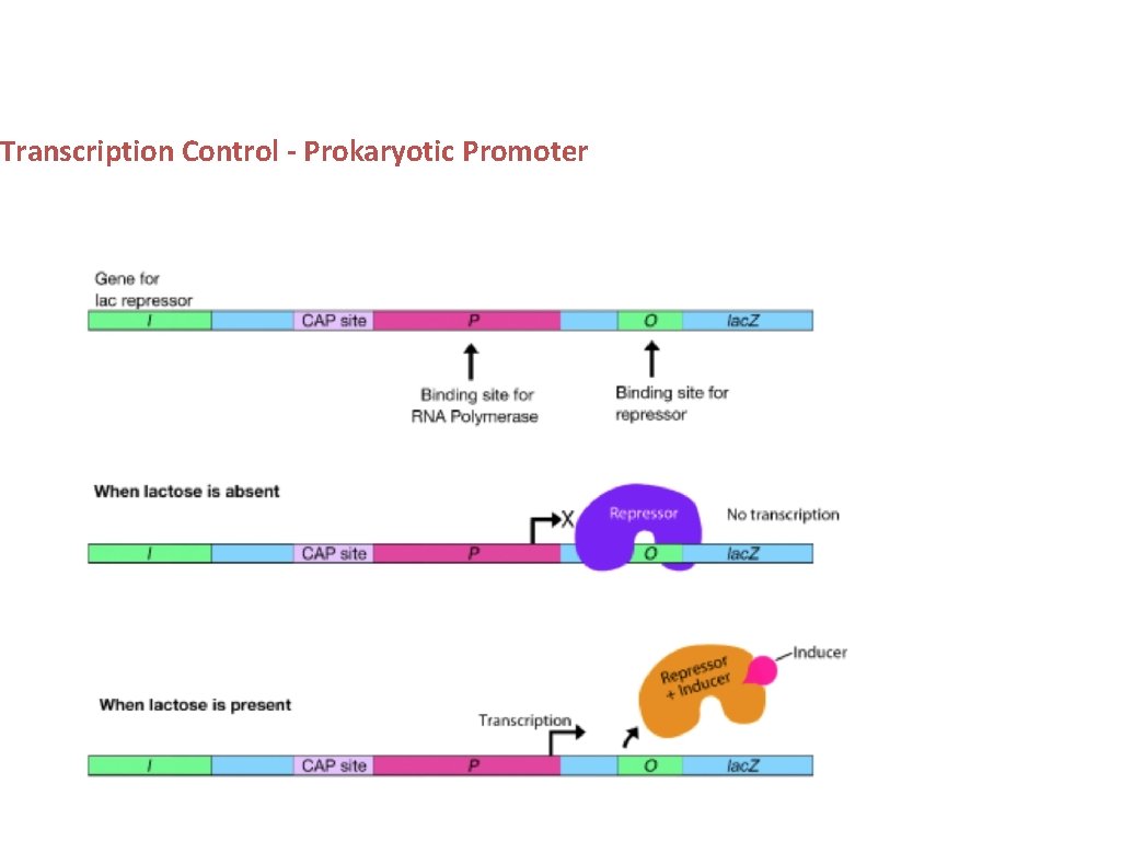 Transcription Control - Prokaryotic Promoter 