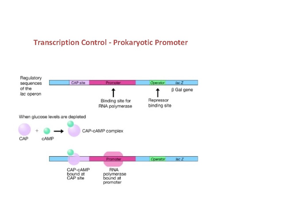 Transcription Control - Prokaryotic Promoter 