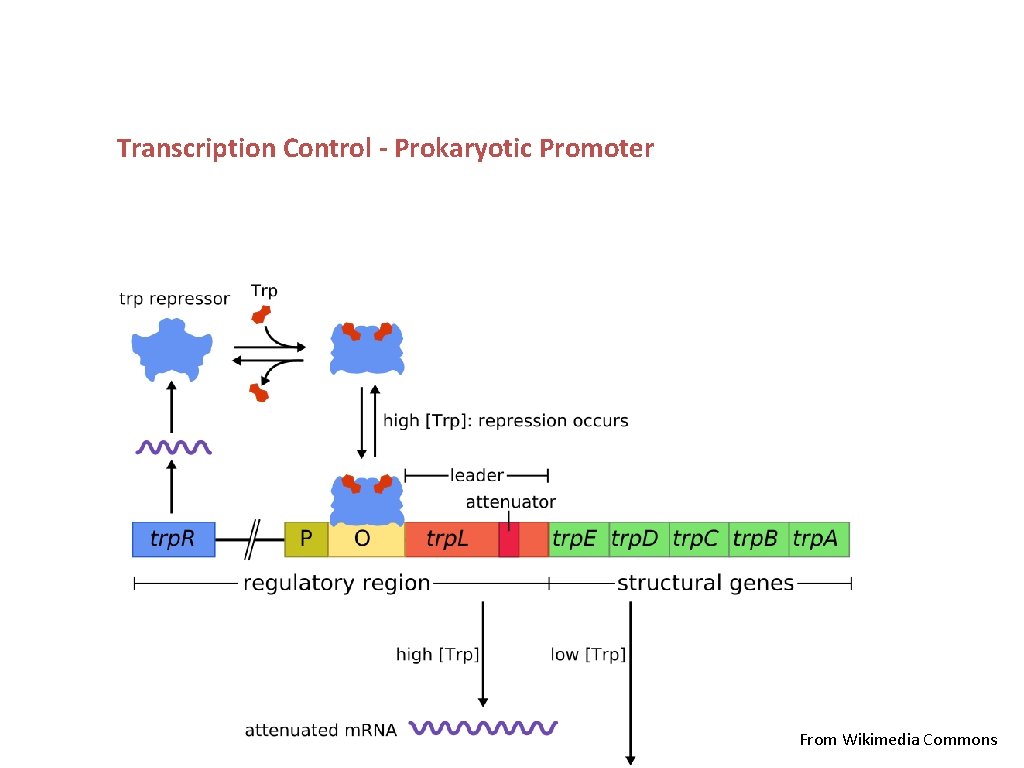 Transcription Control - Prokaryotic Promoter From Wikimedia Commons 