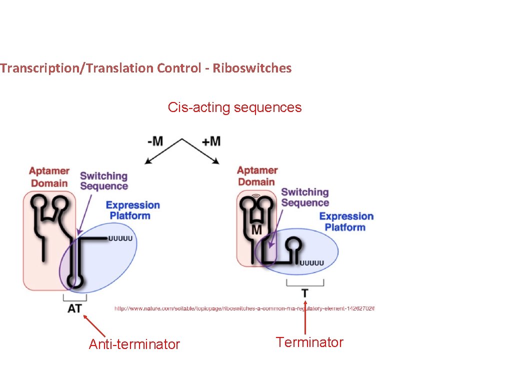 Transcription/Translation Control - Riboswitches Cis-acting sequences Anti-terminator Terminator 