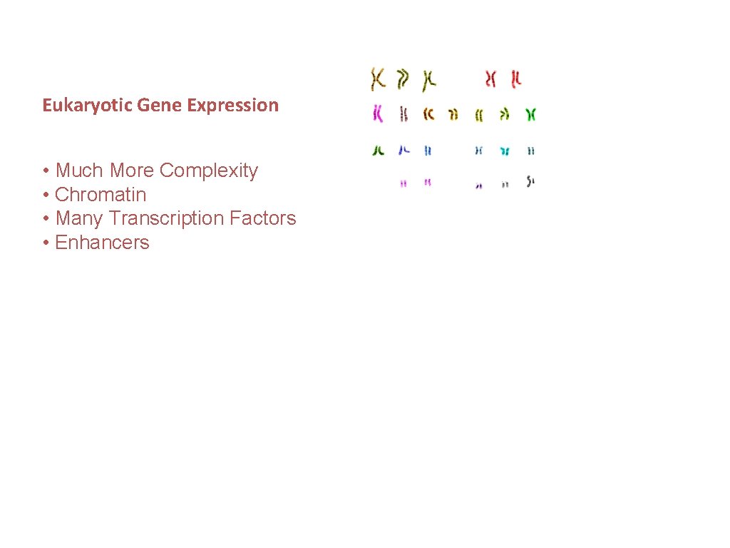 Eukaryotic Gene Expression • Much More Complexity • Chromatin • Many Transcription Factors •