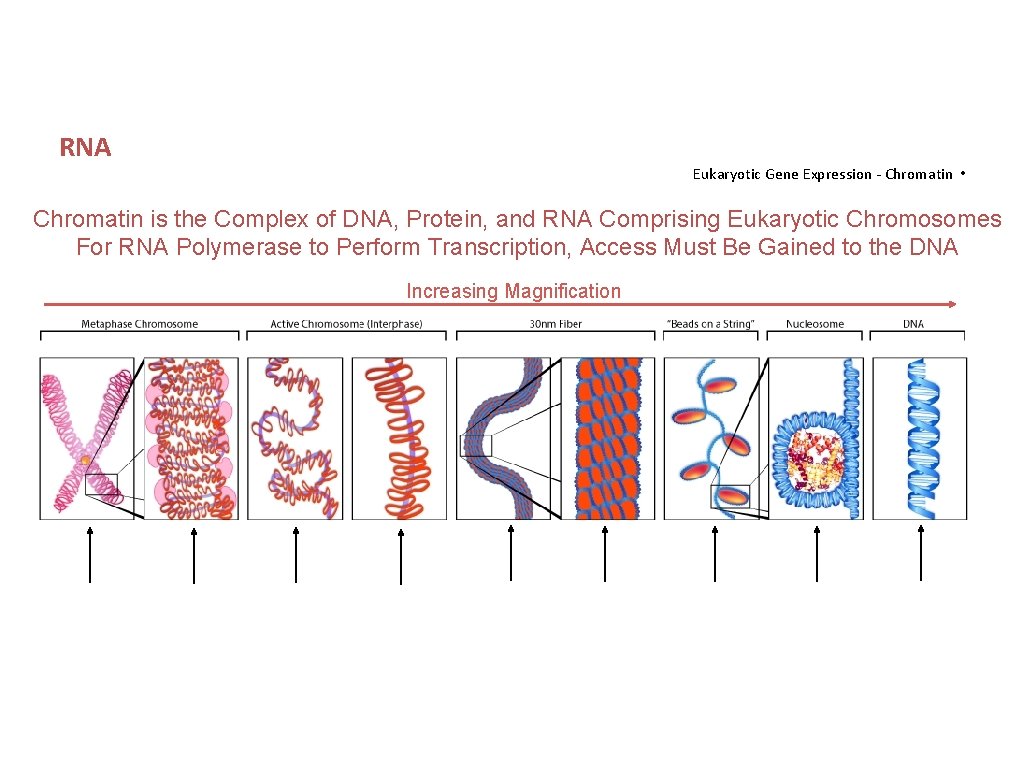 RNA Eukaryotic Gene Expression - Chromatin • Chromatin is the Complex of DNA, Protein,