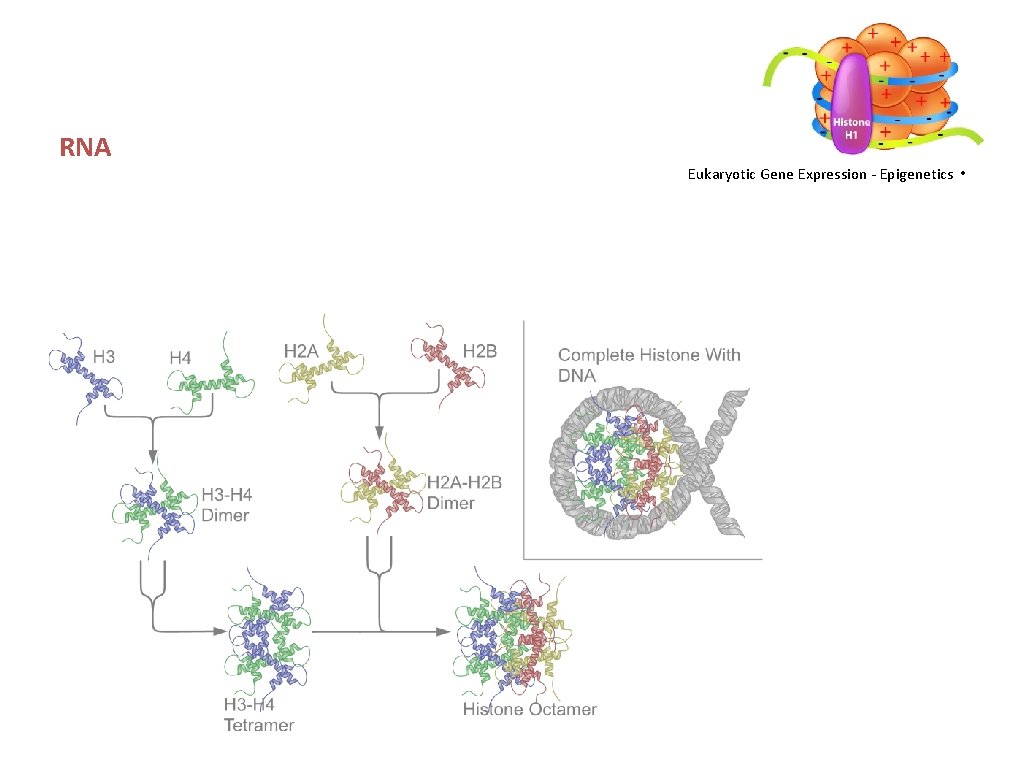 RNA Eukaryotic Gene Expression - Epigenetics • 