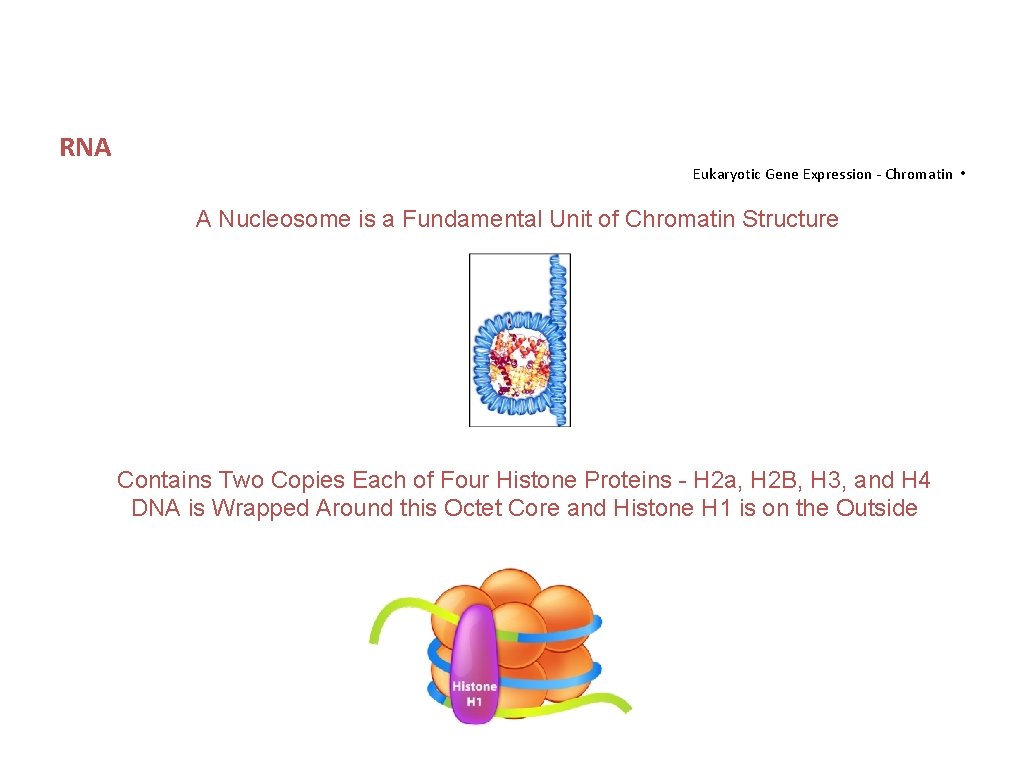 RNA Eukaryotic Gene Expression - Chromatin • A Nucleosome is a Fundamental Unit of