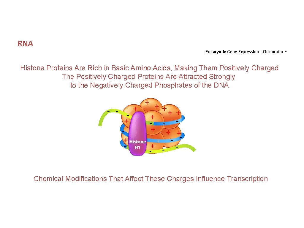 RNA Eukaryotic Gene Expression - Chromatin • Histone Proteins Are Rich in Basic Amino