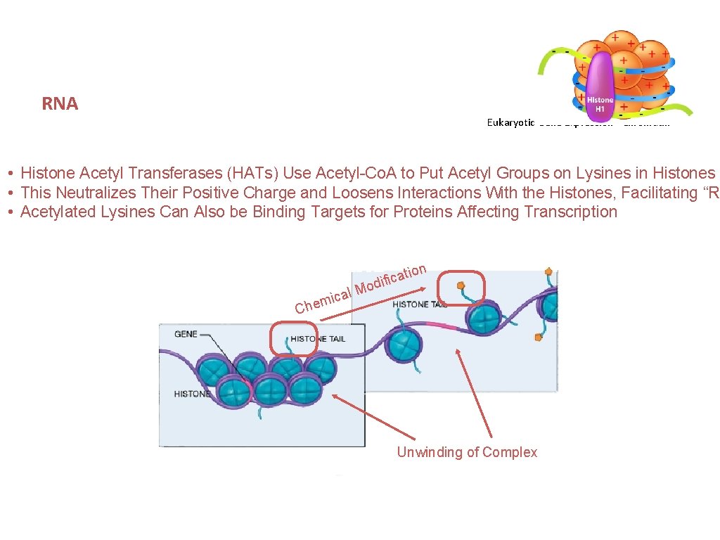 RNA Eukaryotic Gene Expression - Chromatin • • Histone Acetyl Transferases (HATs) Use Acetyl-Co.