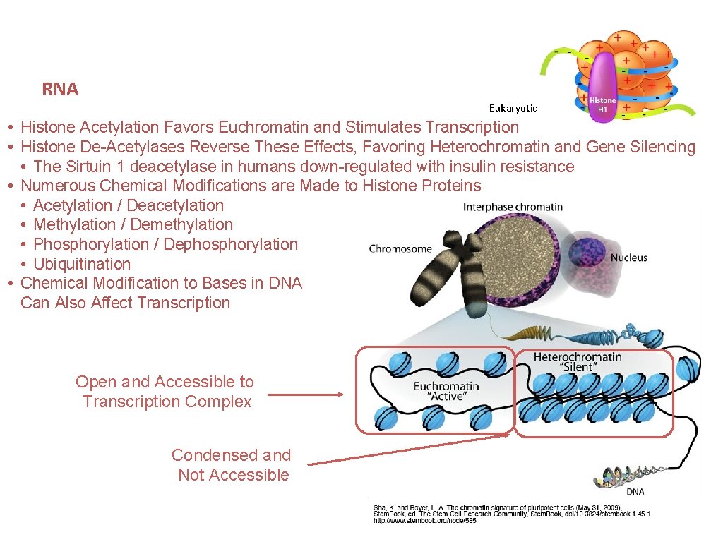 RNA Eukaryotic Gene Expression - Chromatin • • Histone Acetylation Favors Euchromatin and Stimulates