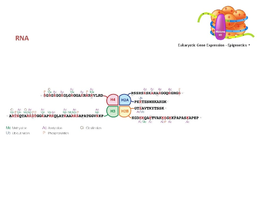 RNA Eukaryotic Gene Expression - Epigenetics • 
