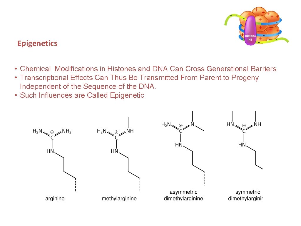 Epigenetics • Chemical Modifications in Histones and DNA Can Cross Generational Barriers • Transcriptional