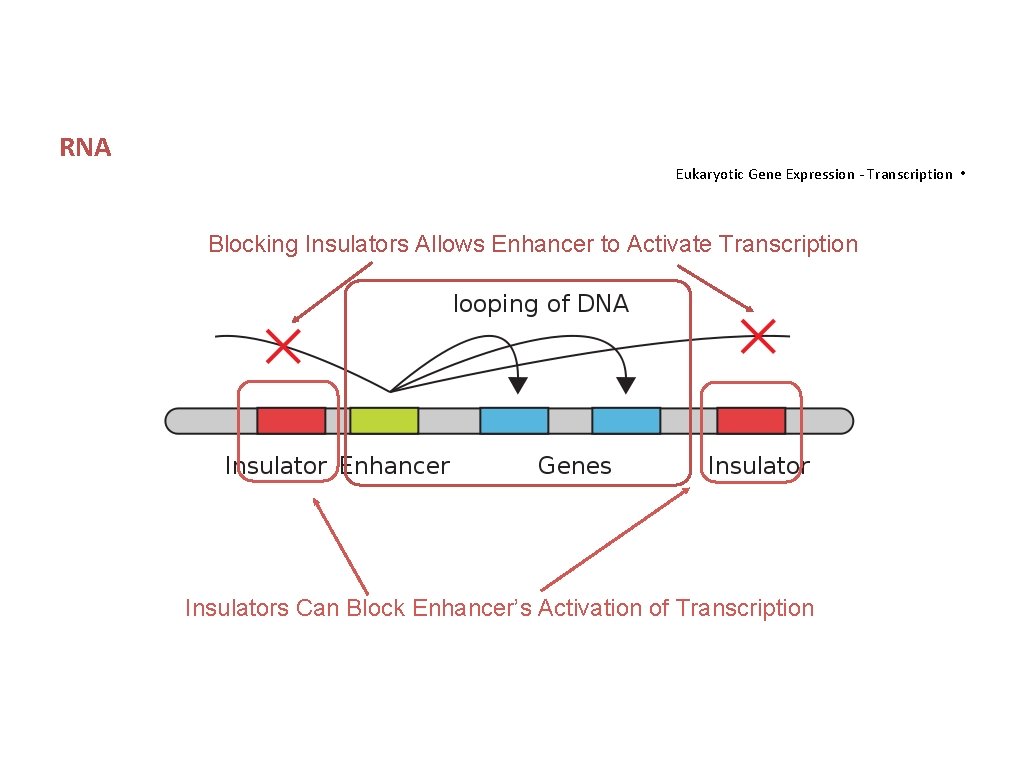 RNA Eukaryotic Gene Expression - Transcription • Blocking Insulators Allows Enhancer to Activate Transcription