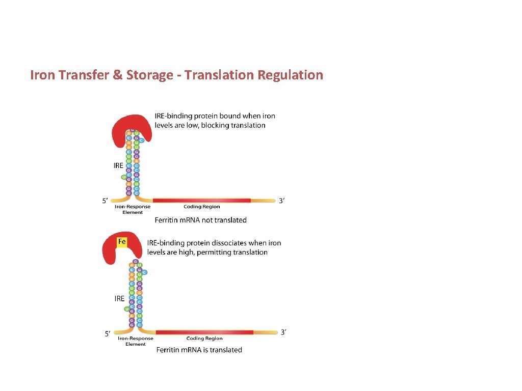 Iron Transfer & Storage - Translation Regulation 