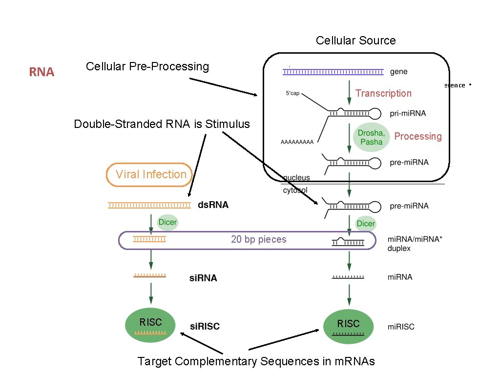 Cellular Source RNA Cellular Pre-Processing RNA Interference • Transcription Double-Stranded RNA is Stimulus Processing