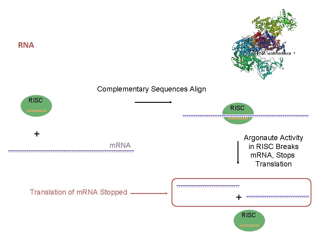 RNA Interference • Complementary Sequences Align RISC + Argonaute Activity in RISC Breaks m.