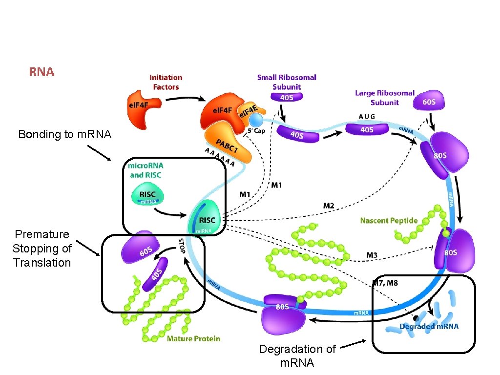 RNA Interference • Bonding to m. RNA Premature Stopping of Translation Degradation of m.