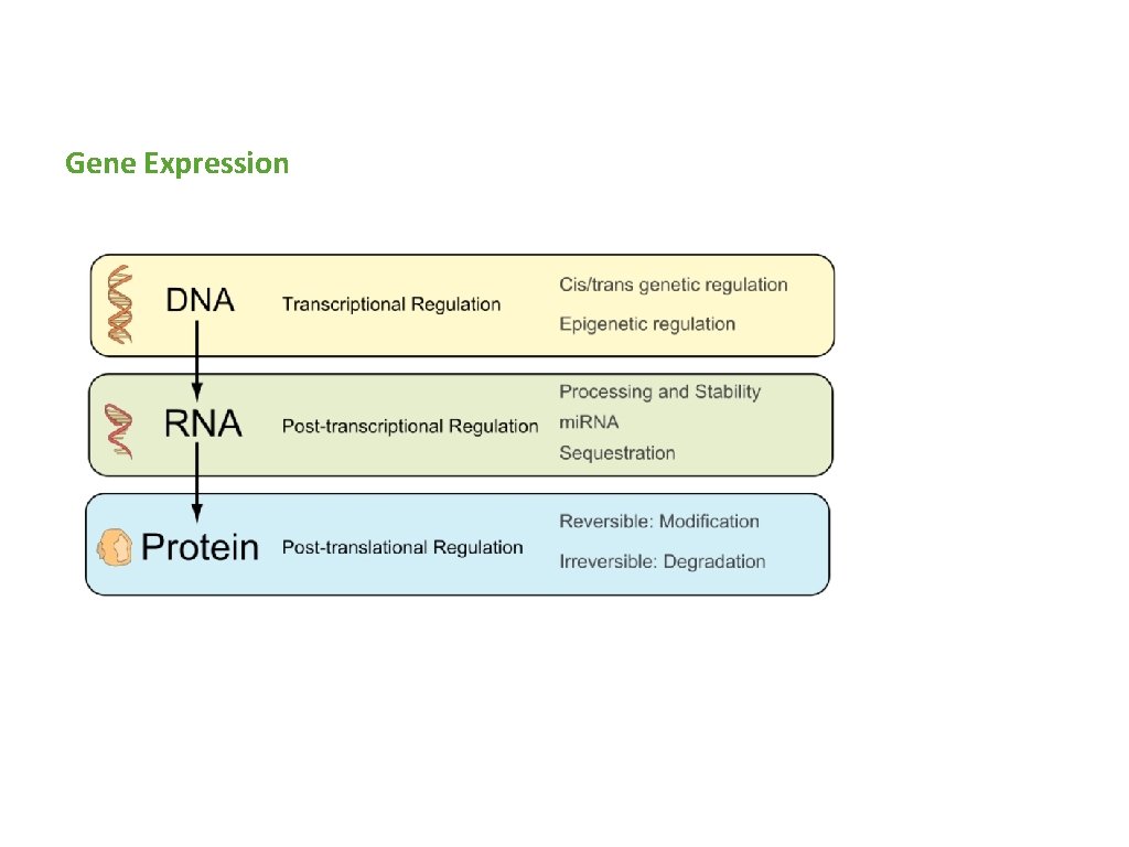 Gene Expression 