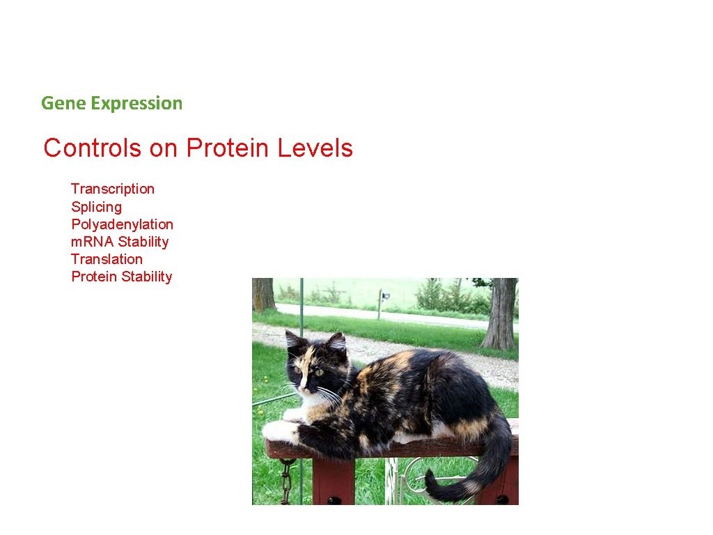 Gene Expression Controls on Protein Levels Transcription Splicing Polyadenylation m. RNA Stability Translation Protein