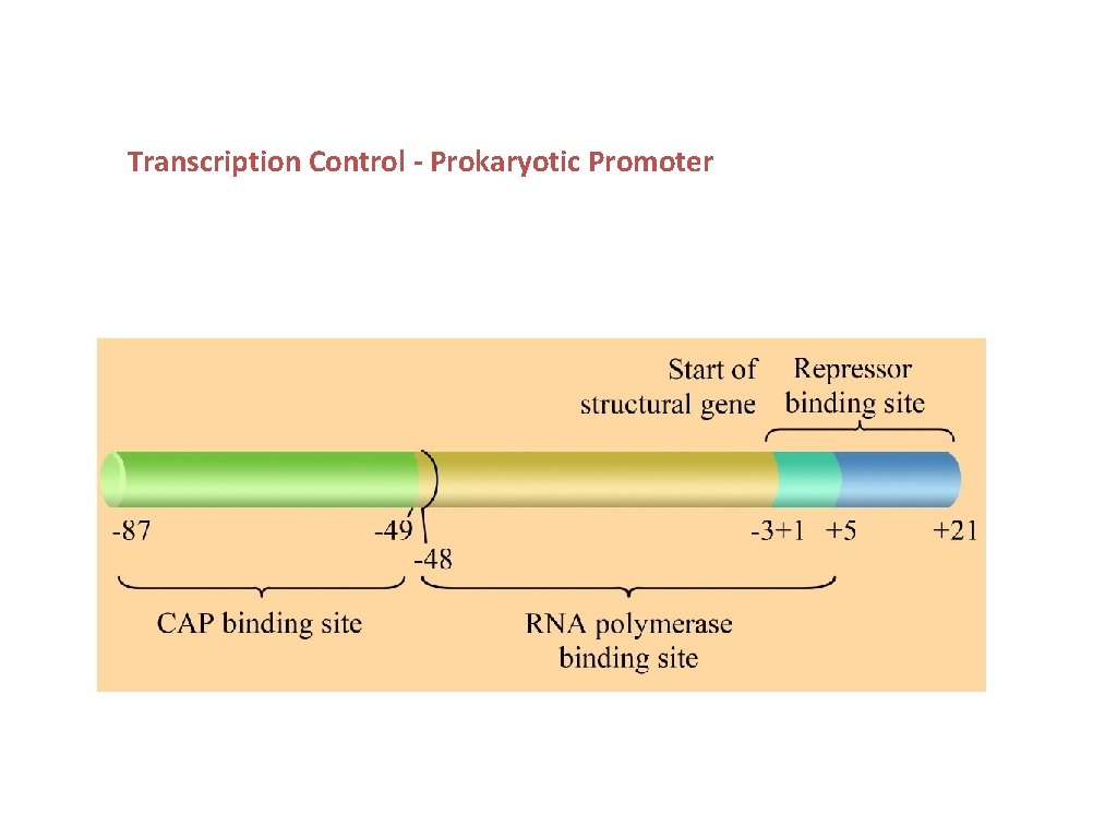 Transcription Control - Prokaryotic Promoter 