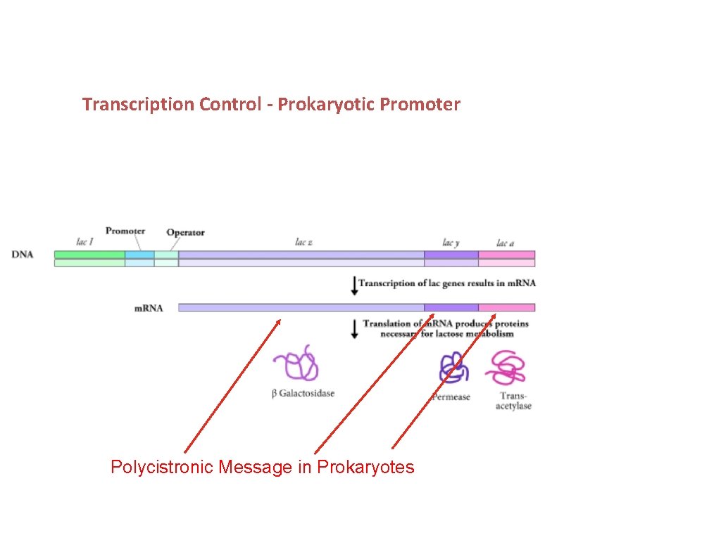 Transcription Control - Prokaryotic Promoter Polycistronic Message in Prokaryotes 