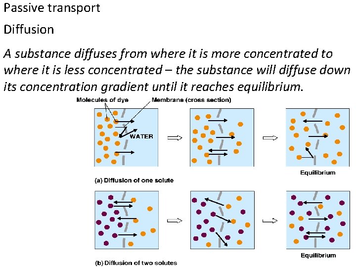 Passive transport Diffusion A substance diffuses from where it is more concentrated to where Passive transport Diffusion A substance diffuses from where it is more concentrated to where