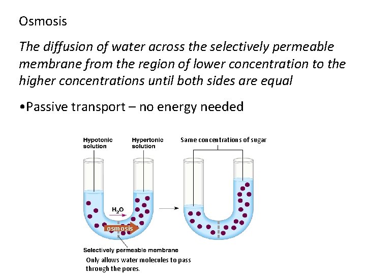 Osmosis The diffusion of water across the selectively permeable membrane from the region of Osmosis The diffusion of water across the selectively permeable membrane from the region of