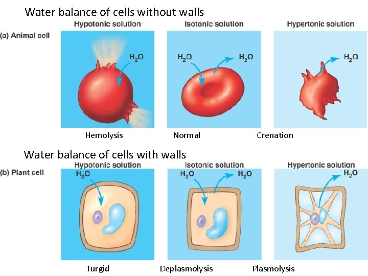 Water balance of cells without walls Hemolysis Normal Crenation Water balance of cells with Water balance of cells without walls Hemolysis Normal Crenation Water balance of cells with