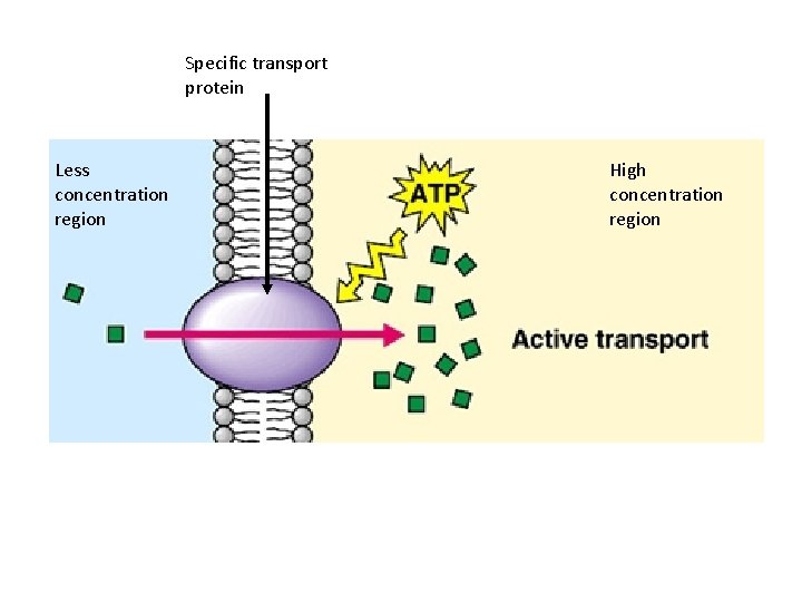 Specific transport protein Less concentration region High concentration region Specific transport protein Less concentration region High concentration region