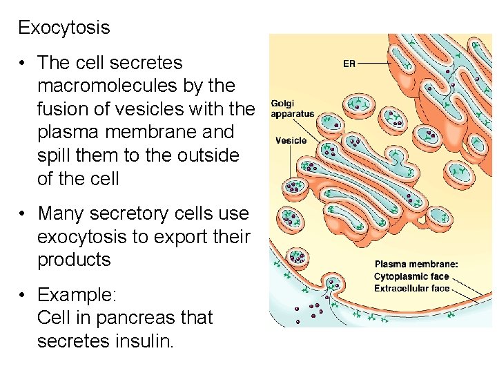 Exocytosis • The cell secretes macromolecules by the fusion of vesicles with the plasma Exocytosis • The cell secretes macromolecules by the fusion of vesicles with the plasma