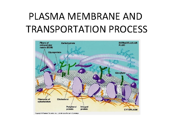 PLASMA MEMBRANE AND TRANSPORTATION PROCESS PLASMA MEMBRANE AND TRANSPORTATION PROCESS