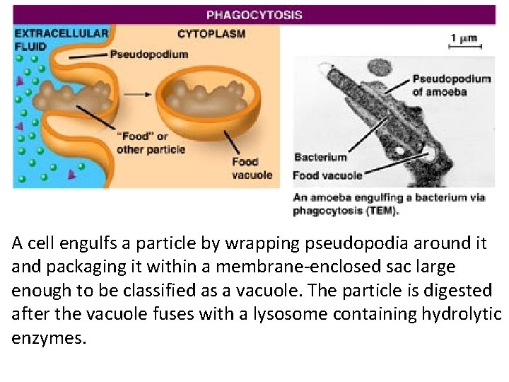 A cell engulfs a particle by wrapping pseudopodia around it and packaging it within A cell engulfs a particle by wrapping pseudopodia around it and packaging it within