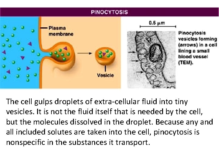 The cell gulps droplets of extra-cellular fluid into tiny vesicles. It is not the The cell gulps droplets of extra-cellular fluid into tiny vesicles. It is not the