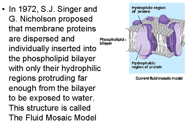 • In 1972, S. J. Singer and G. Nicholson proposed that membrane proteins • In 1972, S. J. Singer and G. Nicholson proposed that membrane proteins