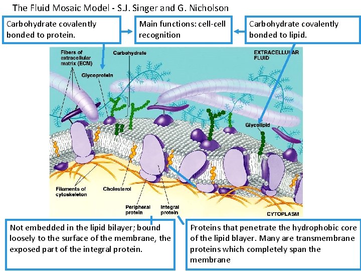 The Fluid Mosaic Model - S. J. Singer and G. Nicholson Carbohydrate covalently bonded The Fluid Mosaic Model - S. J. Singer and G. Nicholson Carbohydrate covalently bonded