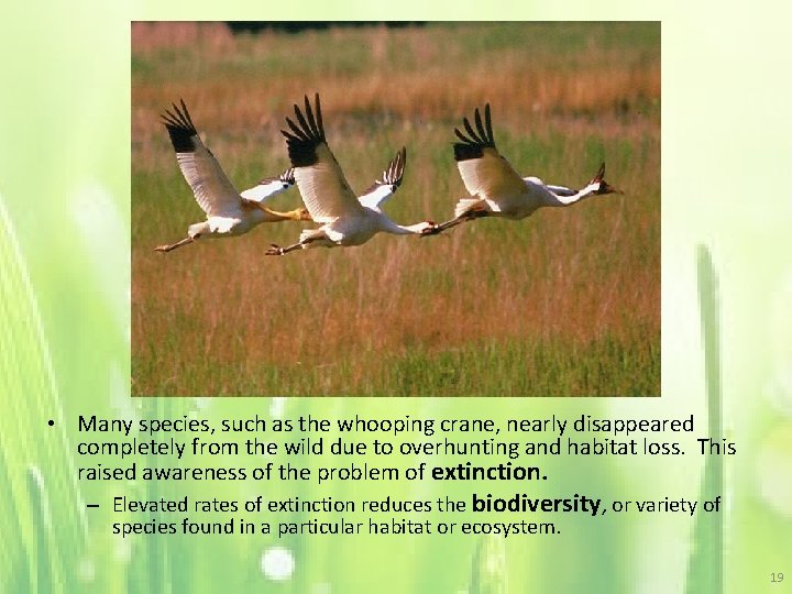  • Many species, such as the whooping crane, nearly disappeared completely from the