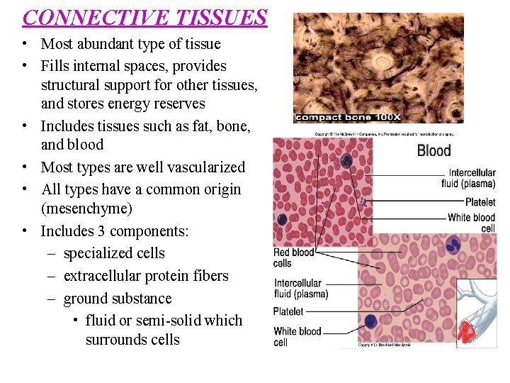 CONNECTIVE TISSUES • Most abundant type of tissue • Fills internal spaces, provides structural
