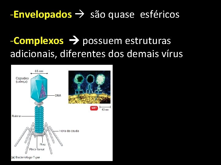 -Envelopados são quase esféricos -Complexos possuem estruturas adicionais, diferentes dos demais vírus 
