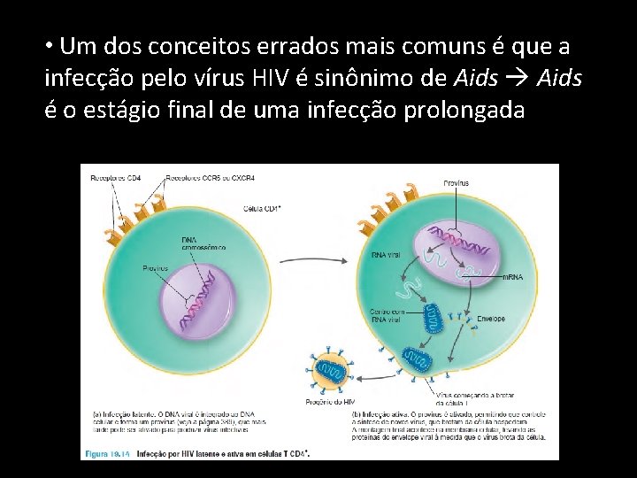  • Um dos conceitos errados mais comuns é que a infecção pelo vírus