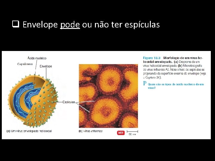 q Envelope pode ou não ter espículas 