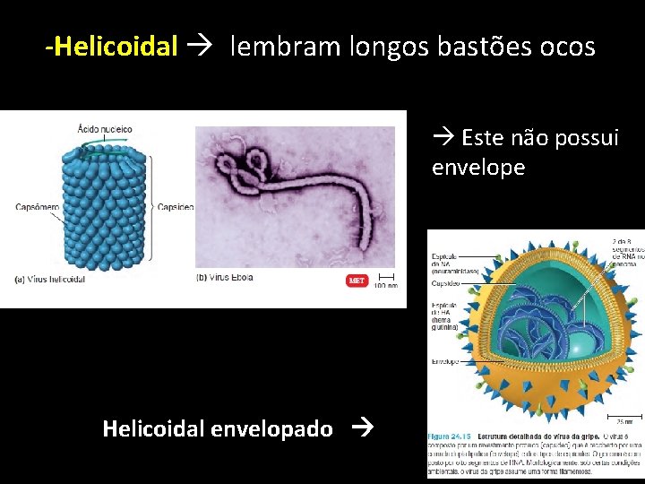 -Helicoidal lembram longos bastões ocos Este não possui envelope Helicoidal envelopado 