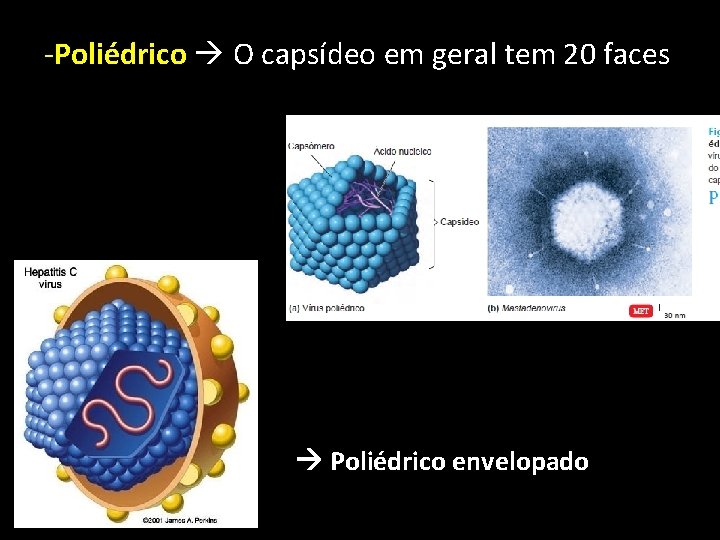 -Poliédrico O capsídeo em geral tem 20 faces Poliédrico envelopado 