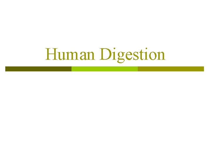 Human Digestion 