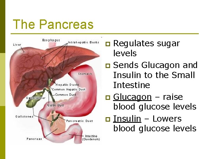 The Pancreas Regulates sugar levels p Sends Glucagon and Insulin to the Small Intestine