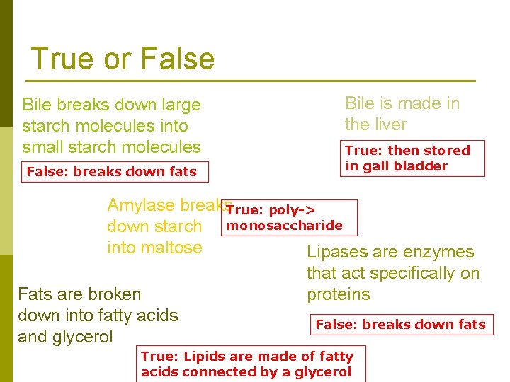 True or False Bile breaks down large starch molecules into small starch molecules False: