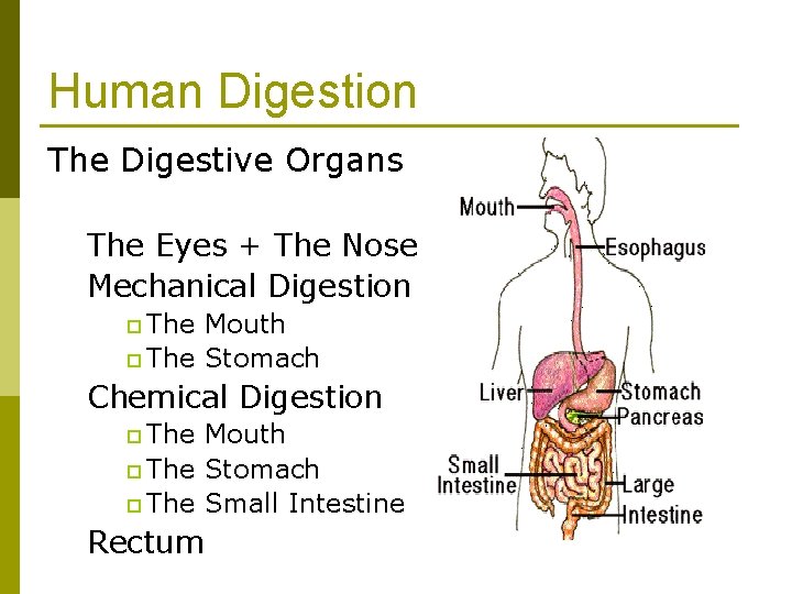 Human Digestion The Digestive Organs The Eyes + The Nose Mechanical Digestion p The